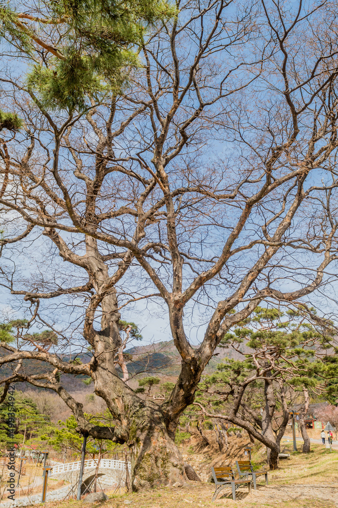 Old leafless tree in wilderness park.