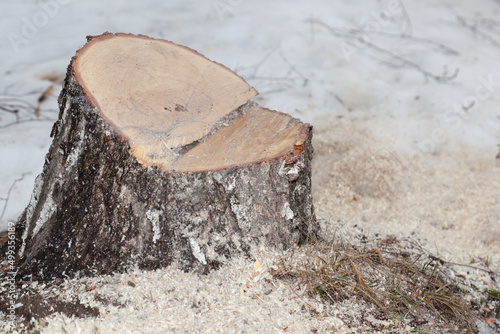 Tree surgeon. Working with a chainsaw. Sawing wood with a chainsaw. photo