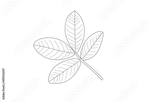 peanut(arachis hypogaea) leaf vector isolated on white background