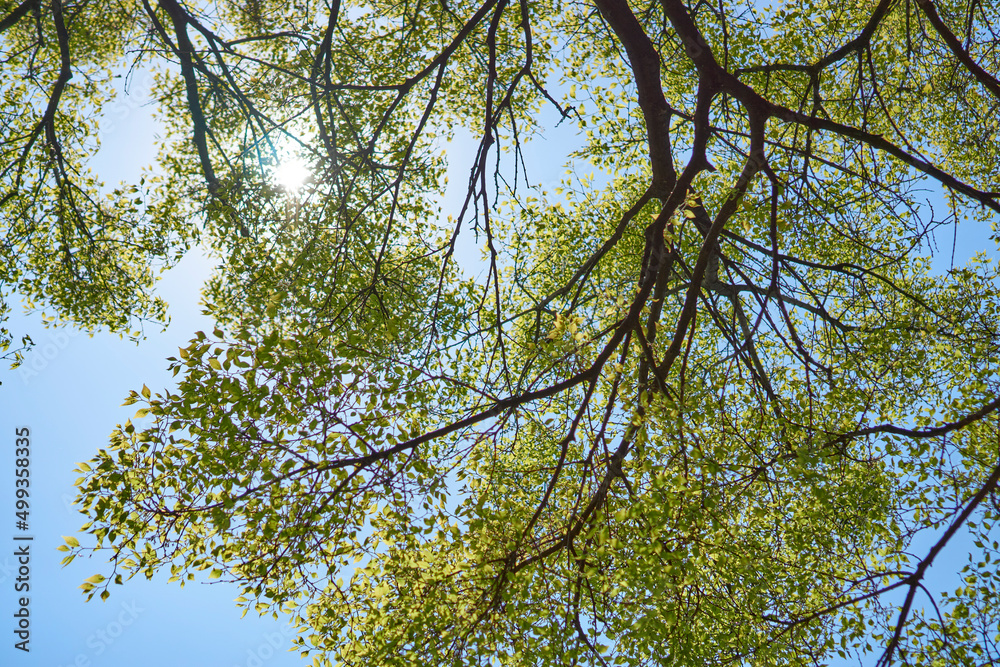 Fototapeta premium Looking up the tree from the ground