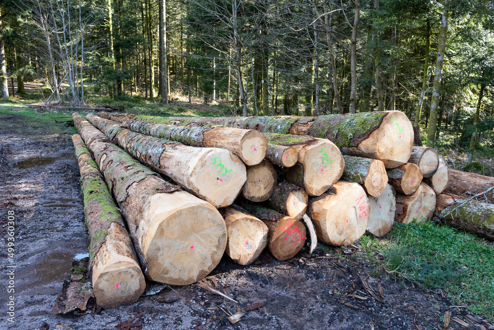 Bois de sapin coupés par des bucherons attendant dans la forêt de conifère. Forêt domaniale de Remiremont dans les Vosges. Bois de sapin coupés par des bucherons attendant dans la forêt de conifère. Forêt domaniale de Remiremont dans les Vosges.