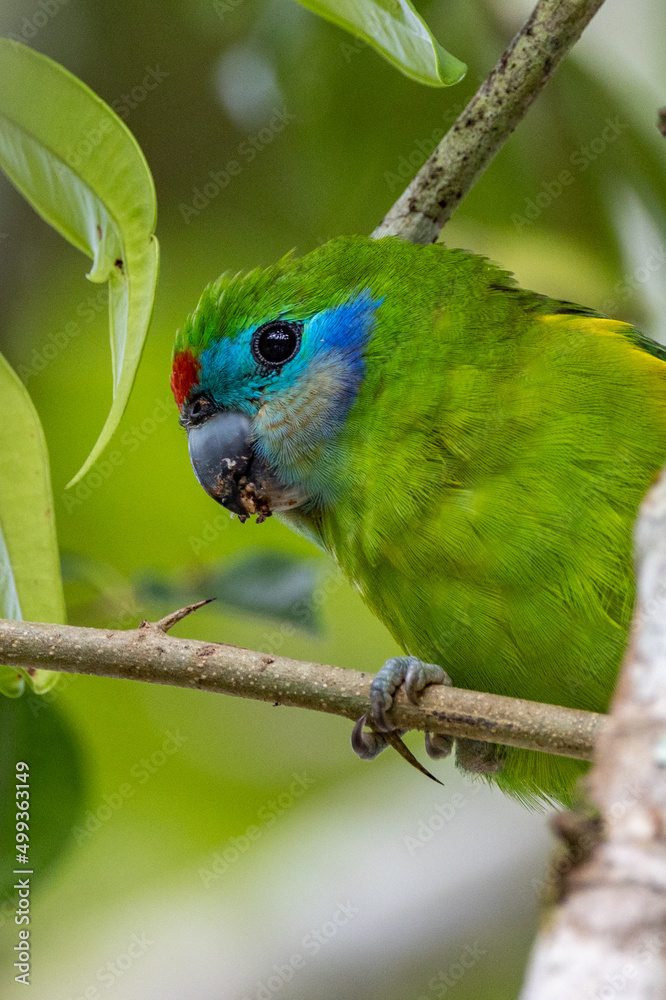 Fototapeta premium Double-eyed Fig Parrot in Queensland Australia
