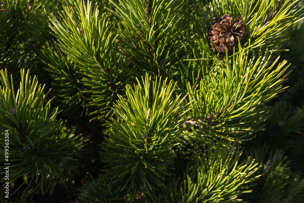 Green spruce branches with needles and brown cones. Christmas tree in nature. Green spruce. Spruce close up. Green spruce branches with needles and brown cones. Christmas tree in nature. Green spruce. Spruce close up.