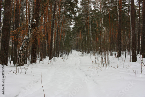 Snowy path in the winter forest