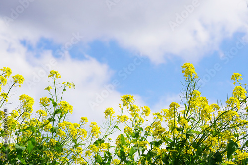 青空を背景にした菜の花畑の風景