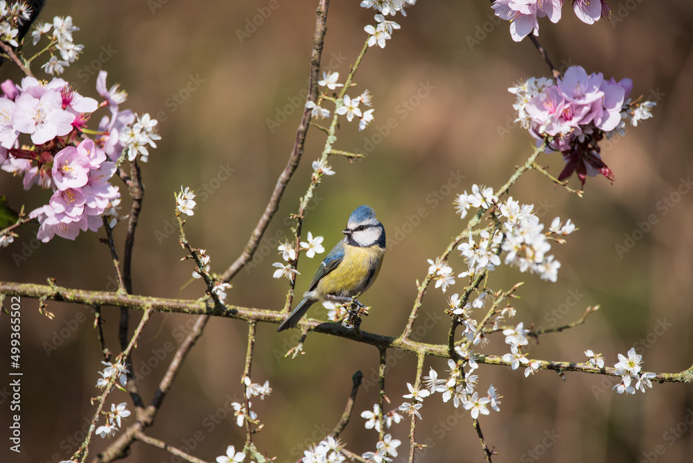 Fototapeta premium Colorful Spring image of Blue Tit Cyanistes Caerulueus bird on flowering pink blossom tree and hawthorn bush in woodland landscape setting