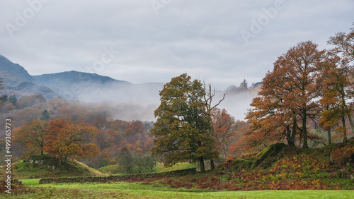 Beautiful Autumn landscape image of River Brathay in Lake District lookng towards Langdale Pikes with fog across river and vibrant woodlands