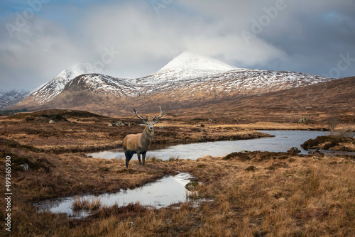 Composite image of red deer stag in Majestic Winter panorama landscape image of mountain range and peaks viewed from Loch Ba in Scottish Highlands with dramatic clouds overhead
