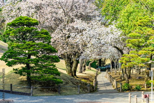 日本庭園「桜咲く観光名所風景」水前寺成趣園
Japanese garden 