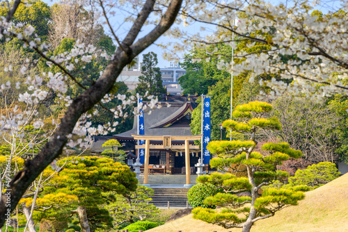 桜咲く神社鳥居風景(出水神社・水前寺成趣園)
Sakura blooming shrine torii scenery (Izumi Shrine, Suizenji Jojuen)
日本2022年(3月)撮影
Taken in Japan 2022 (March)
九州・熊本県(水前寺成趣園)
Kyushu / Kumamoto Prefecture (Suizenji Jojuen) photo