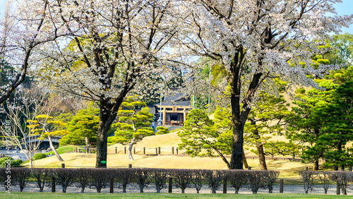 桜咲く日本庭園・観光風景(出水神社・水前寺成趣園)
Sakura blooming Japanese garden / sightseeing scenery (Izumi Shrine / Suizenji Jojuen)
日本2022年(3月)撮影
Taken in Japan 2022 (March)
九州・熊本県(水前寺成趣園)
 Kumamoto(Suizenji Jojuen) photo