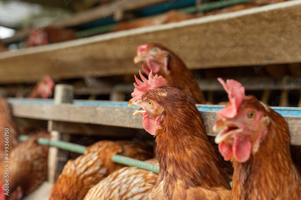 Chickens breed eggs, The chicken took its head out of the cage to eat. chicken breed in the farm, selective point and blurred background