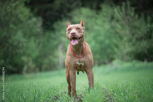Fotografiet Portrait of a beautiful thoroughbred pit bull terrier on a summer field