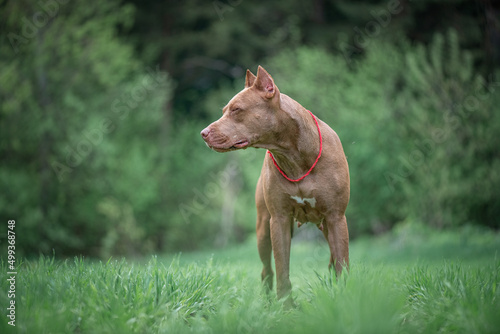 Portrait of a beautiful thoroughbred pit bull terrier on a summer field.