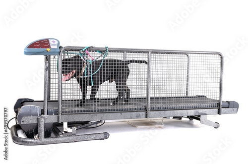 Картината върху платно treadmill for dog in studio