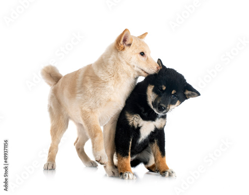 Wallpaper Mural shiba inus in studio Torontodigital.ca