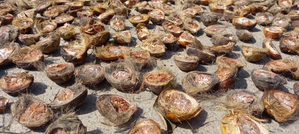 Betel nut (Areca catechu) being dried. Betel nut contains alkaloids.
