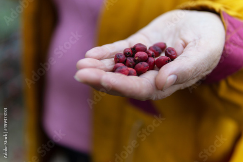 Woman hand holding a hawthorn berry in nature.