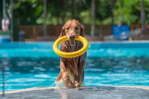 Canvas Golden Retriever comes out of the pool with a toy