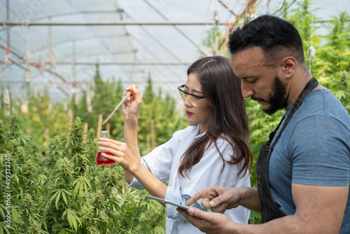 Female scientist and male smart farmer analizing hemp plants using science experiment equipment and working with laptop computer in a greenhouse. Concept of business agricultural cannabis...