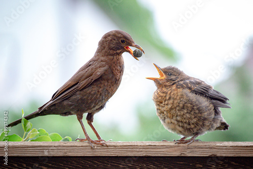 Amsel Fütterung Amselbaby photo