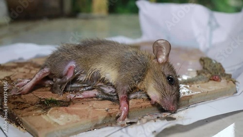 Living house mouse trapped by strong glue. photo