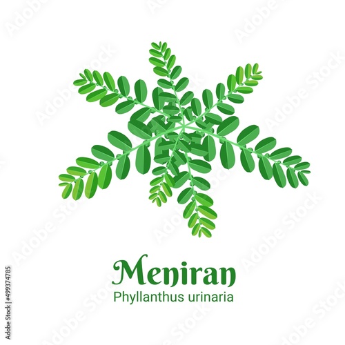 Vector illustration, Meniran or Phyllanthus urinaria, is a shrub plant used as a medicinal herb in Asia.