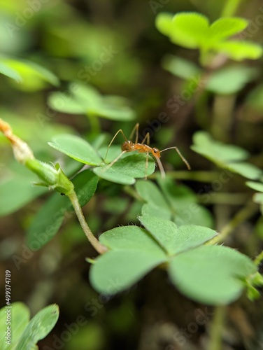 green grasshopper on a leaf © Arief