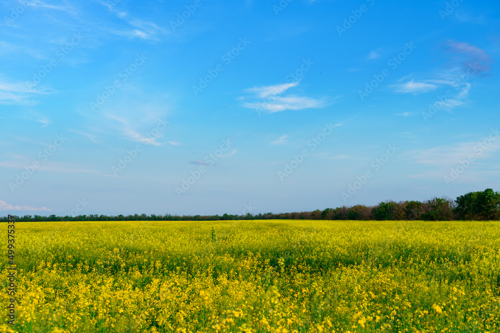 agricultural field with yellow rapeseed flowers, bright spring landscape on a sunny day, blue sky as background