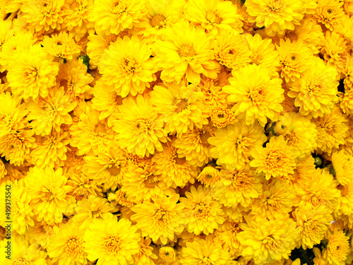 Bright orange chrysanthemum flowers top view close up, as a natural background