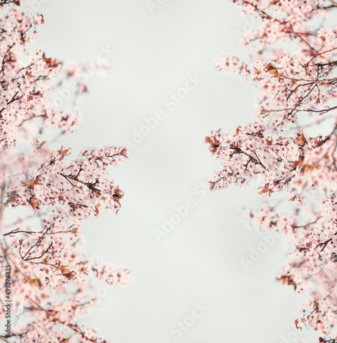 Pink cherry blossom frame with pink blooming branches on white background. Springtime with beautiful tree. Front view with copy space.