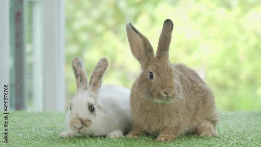 Little rabbit sitting or playing on green grass , Cute rabbit in the meadow on garden nature background during spring Little rabbit sitting or playing on green grass , Cute rabbit in the meadow on garden nature background during spring