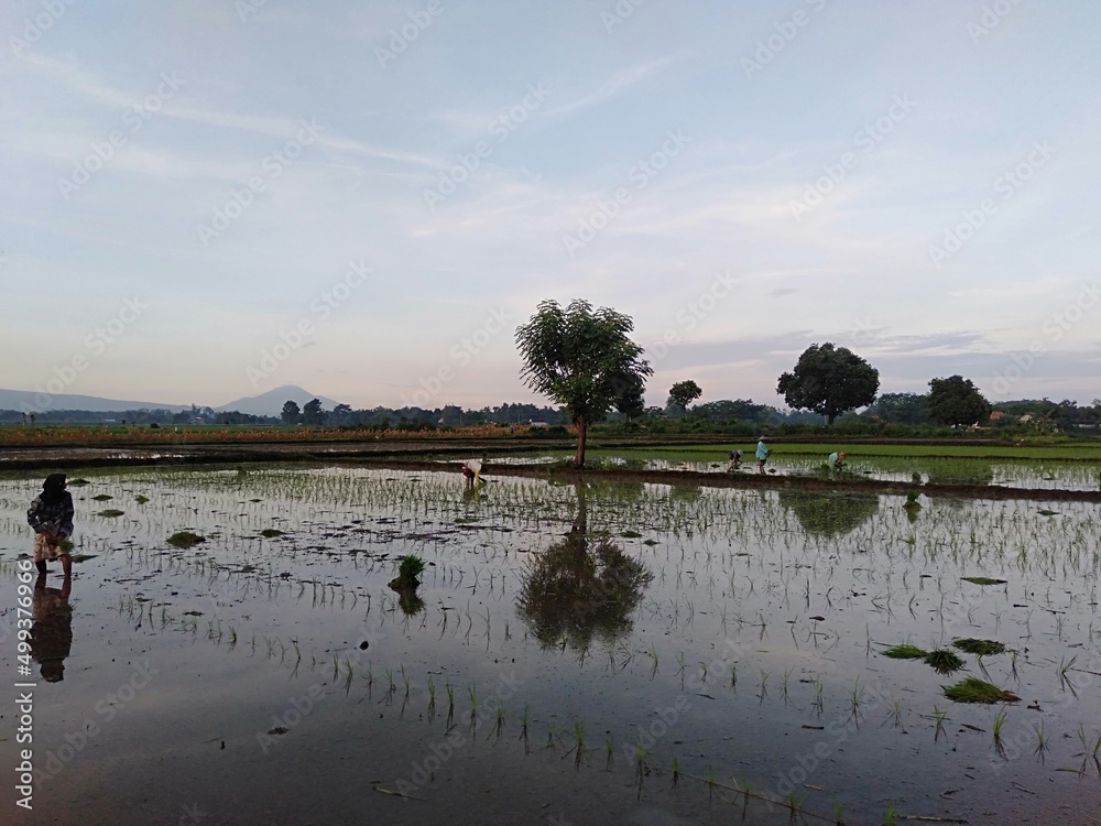 Naklejka premium sunrise over rice field 