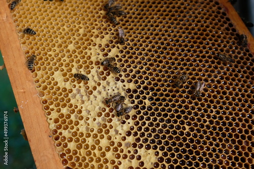 FU 2020-10-31 BienenHelmut 62 Manche Bienenwaben sind geschlossen