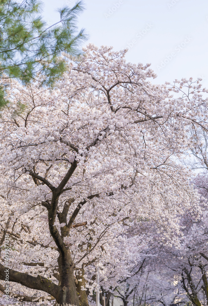 cherry blossoms on a sunny spring day cherry blossoms on a sunny spring day