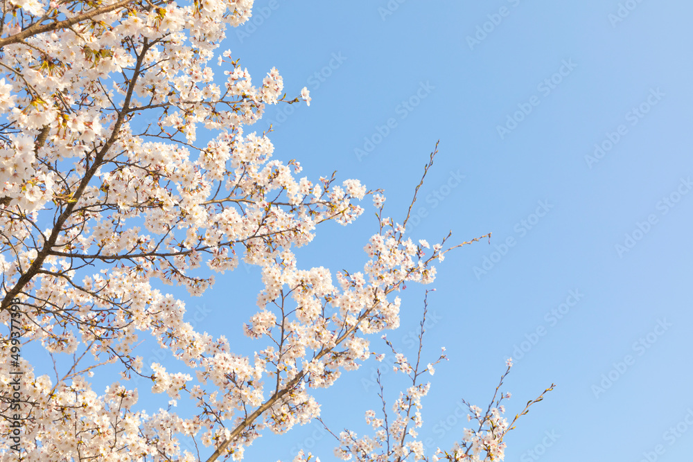 cherry blossoms on a sunny spring day