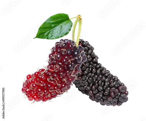 Fresh two red mulberry fruit with green leaf isolated on white background.