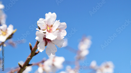 Almond blossoms. Almond tree. White flowers. Flower background with blue sky. Copy space for text. Close up.