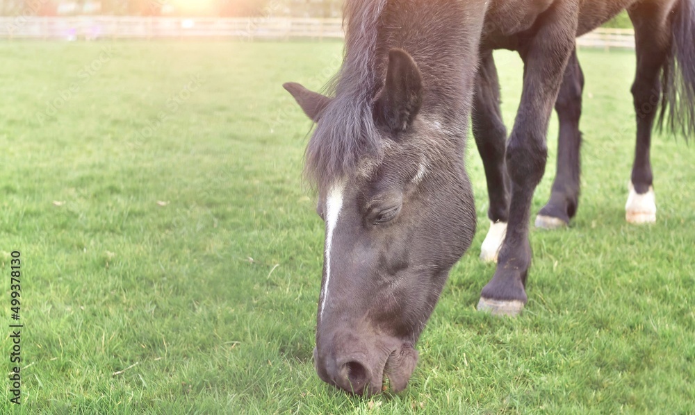 Fototapeta premium horse in the meadow on sunrise 