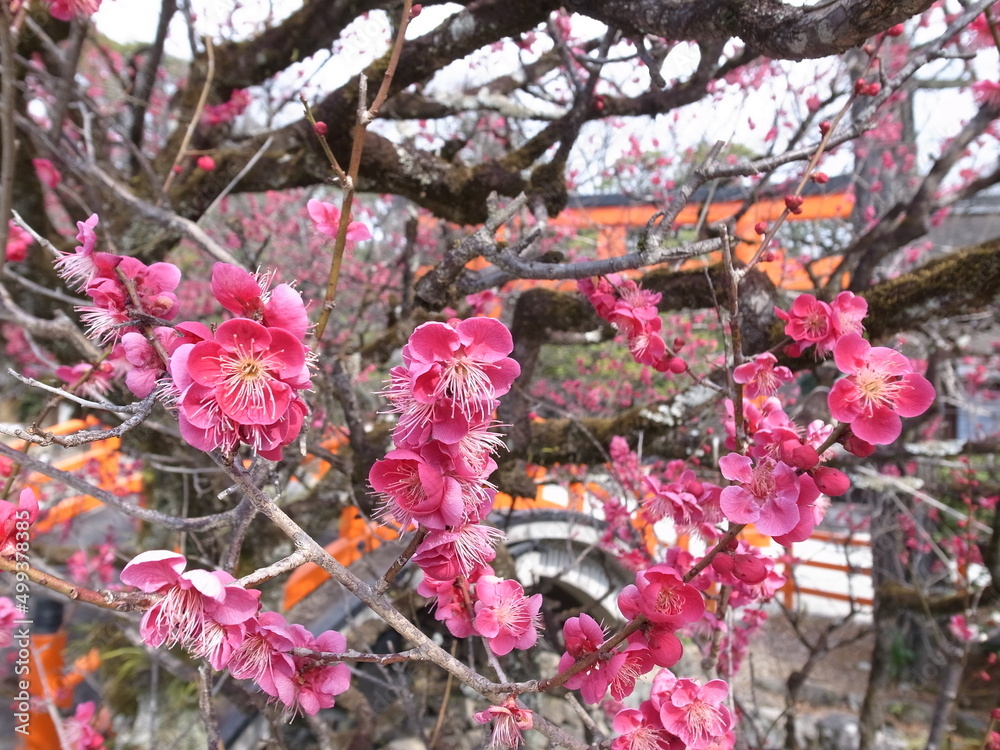 紅白梅図屏風 Images – Browse 6 Stock Photos, Vectors, and Video