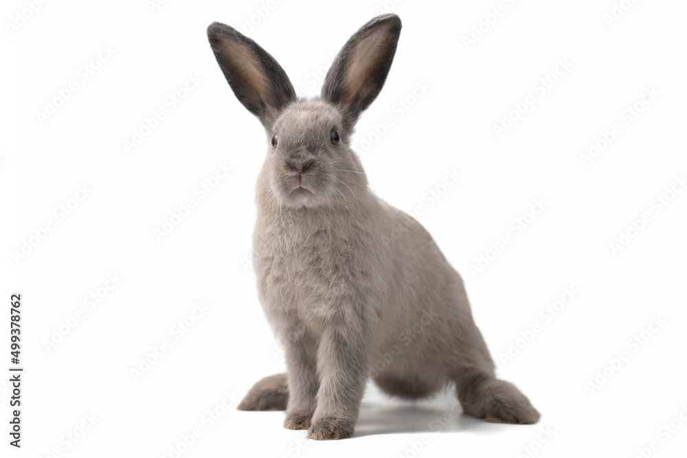 Baby rabbit on white background , Cute Little rabbit healthy isolated on white Baby rabbit on white background , Cute Little rabbit healthy isolated on white