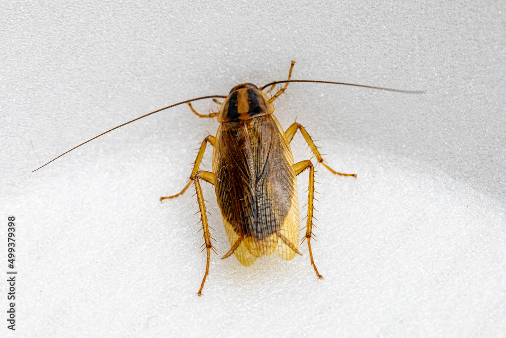 cockroach isolated in black background - shot in studio lighting. cockroach isolated in black background - shot in studio lighting.