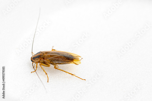cockroach isolated in black background - shot in studio lighting. © prajiguruprasad