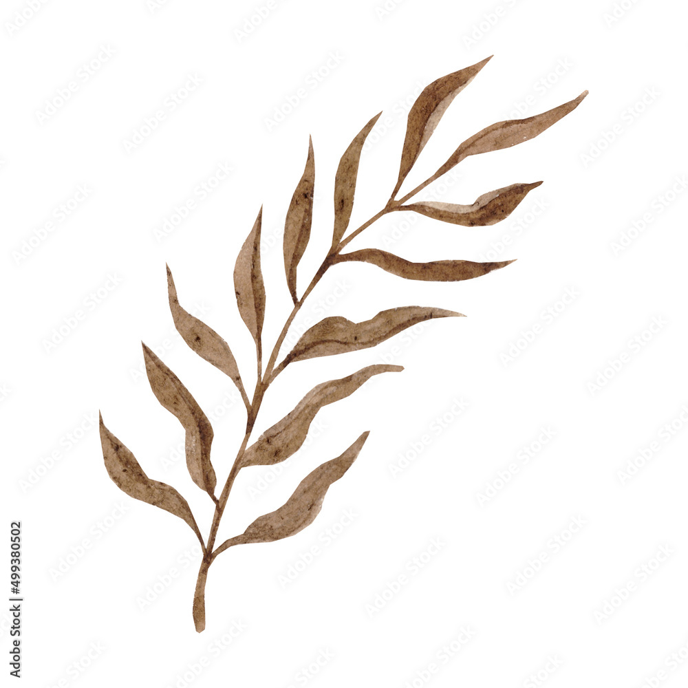 Dry watercolor leaves. Boho flowers set.