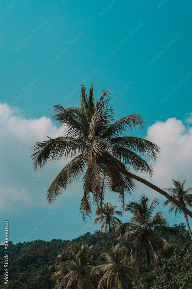 palm trees and blue sky