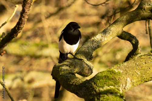 Eurasian Magpie, Pica pica, perched on mossy Oak tree branch with woodland bokeh