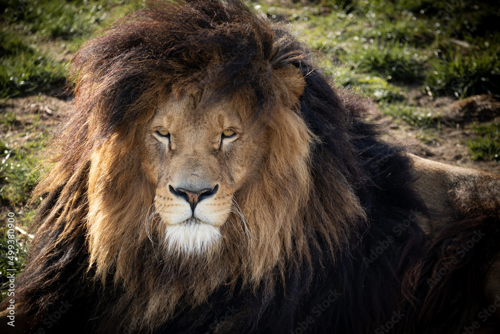 Lion head close up with grass on background Lion head close up with grass on background