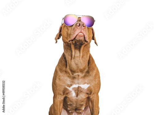Lovable, pretty brown puppy and sunglasses. Travel preparation and planning. Close-up, indoors. Studio photo, isolated background. Concept of recreation, travel and tourism. Pets care