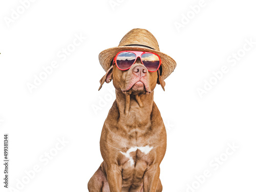 Lovable, pretty puppy brown color, sun hat and sunglasses. Travel preparation and planning. Close-up, indoors. Studio photo, isolated background. Concept of recreation, travel and tourism. Pets care