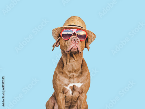 OLovable, pretty puppy brown color, sun hat and sunglasses. Travel preparation and planning. Close-up, indoors. Studio photo, isolated background. Concept of recreation, travel and tourism. Pets care